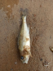 Gymnocephalus cernua