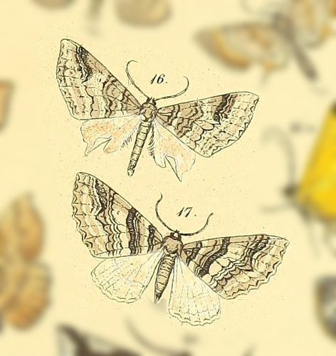 Triptiloides fissa