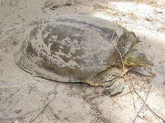 Apalone spinifera pallida
