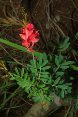 Indigofera amitina