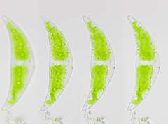 Closterium moniliferum