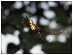 Leucauge wulingensis