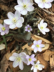 Hepatica americana