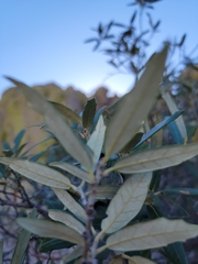 Quercus hypoleucoides