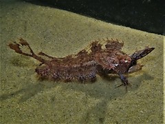 Cristiceps australis