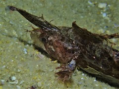 Cristiceps australis