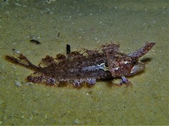 Cristiceps australis