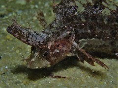 Cristiceps australis