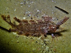 Cristiceps australis