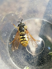 Chrysotoxum cautum