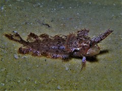 Cristiceps australis