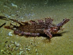 Cristiceps australis