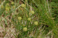 Oenanthe silaifolia