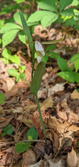 Cleistesiopsis