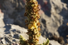 Verbascum thapsus crassifolium
