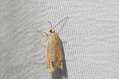 Eucosma verna
