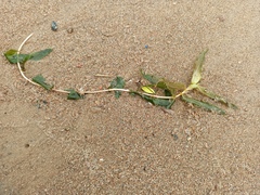 Potamogeton × nitens