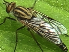 Thereva frontalis