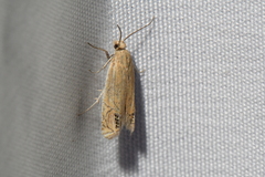Eucosma verna
