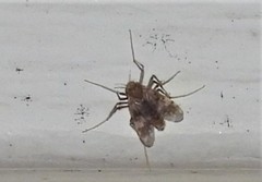 Psectrotanypus dyari