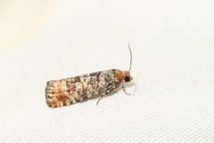 Retinia pallipennis