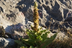 Verbascum thapsus crassifolium