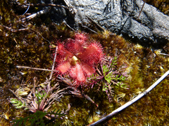 Drosera cuneifolia