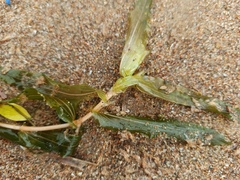 Potamogeton × nitens