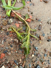 Potamogeton × nitens