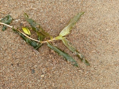 Potamogeton × nitens