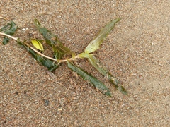 Potamogeton × nitens