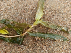 Potamogeton × nitens