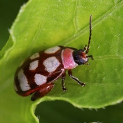 Alagoasa trifasciata