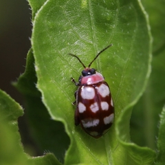 Alagoasa trifasciata