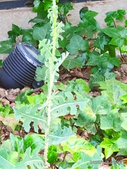 Lactuca serriola
