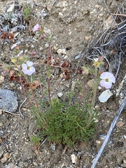 Chamaerhodos grandiflora