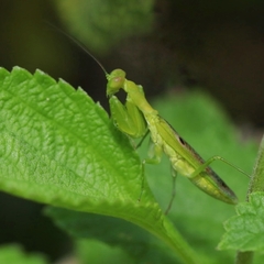 Acontista multicolor