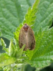 Nemophora degeerella