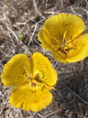 Calochortus weedii weedii