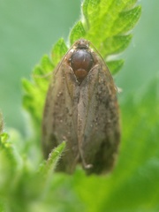 Nemophora degeerella