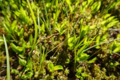 Carex magellanica