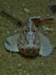 Deep Velvetfish photo 5