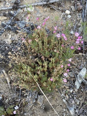 Chamaerhodos grandiflora
