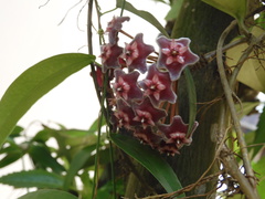 Hoya pubicalyx
