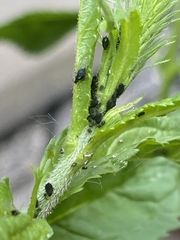 Aphis gossypii