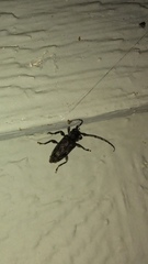 Aegomorphus modestus