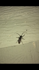 Aegomorphus modestus