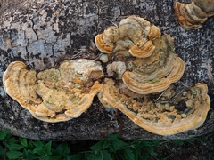Trametes polyzona