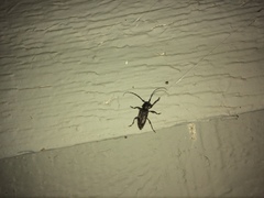 Aegomorphus modestus