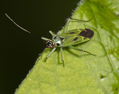 Ilnacora malina